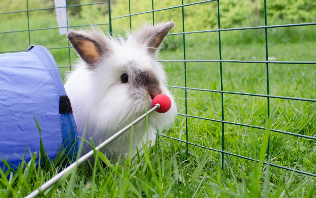 Övning: Nostarget för kanin